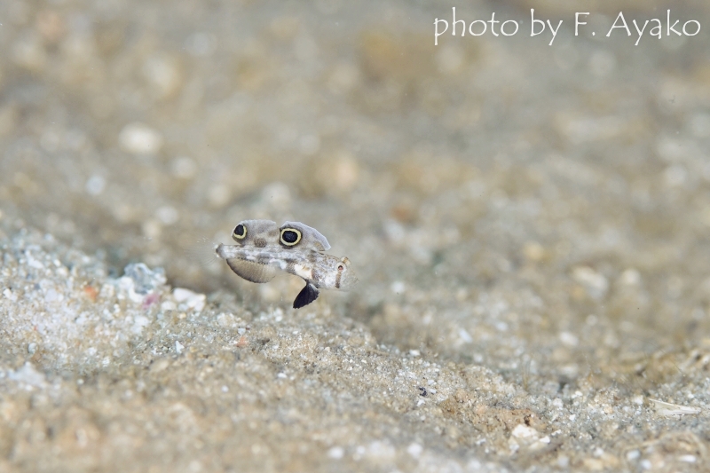 カニハゼの幼魚