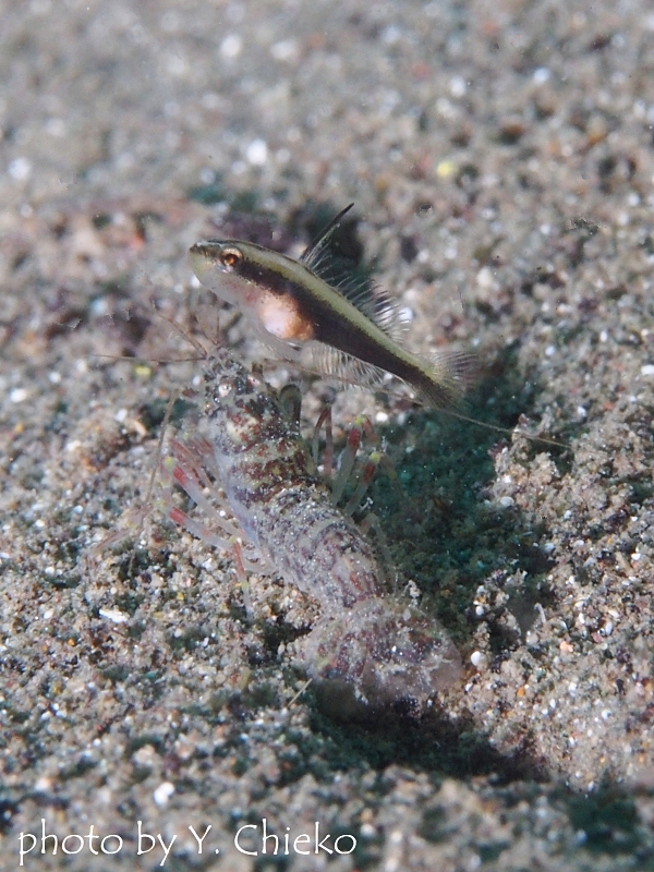 ブラックスピアシュリンプゴビーの幼魚