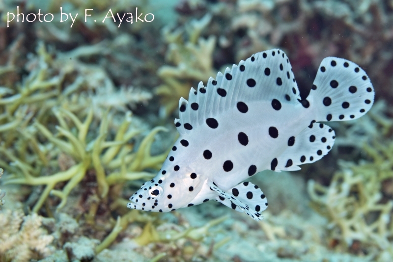 サラサハタの幼魚