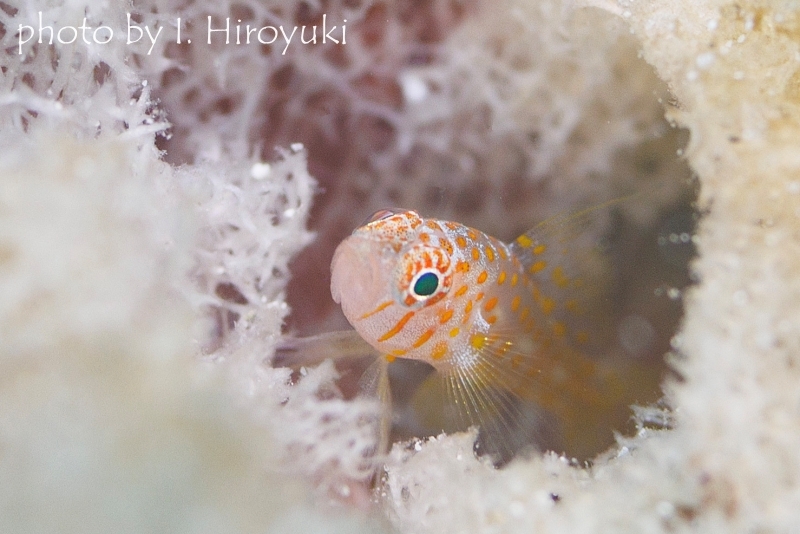 プトラピグミーゴビー