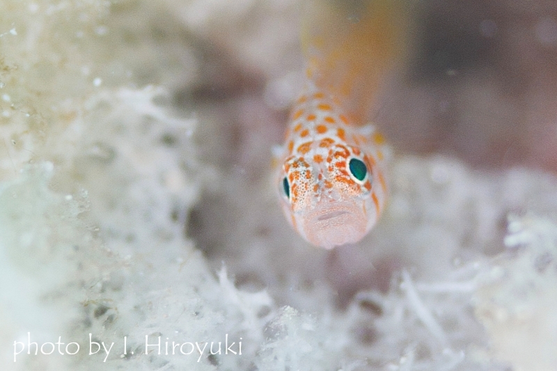 プトラピグミーゴビーの正面顔