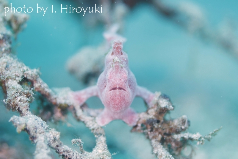 オオモンカエルアンコウYg