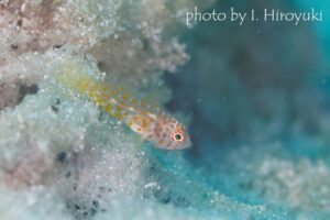 プトラピグミーゴビー