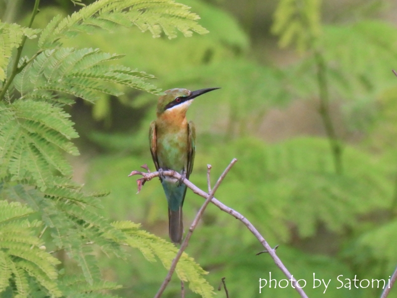 ハリオハチクイ？