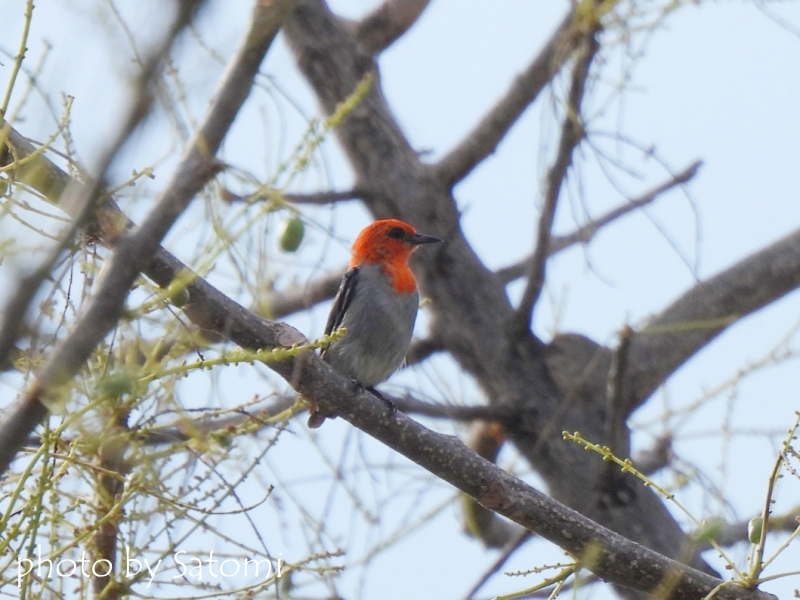 ショウジョウハナドリ