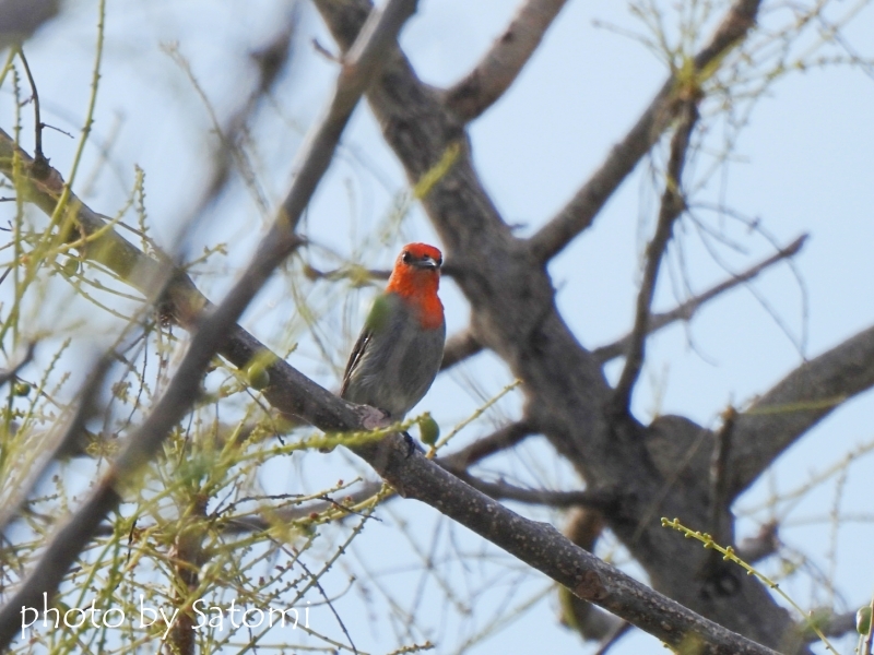 ショウジョウハナドリ