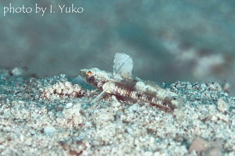 通称：ホタテワニハゼ
