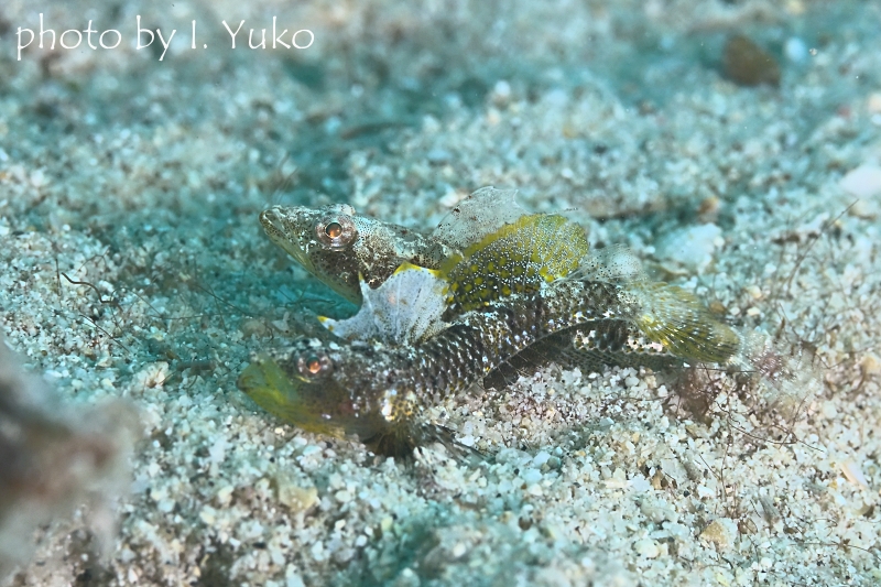 通称：ホタテワニハゼの求愛