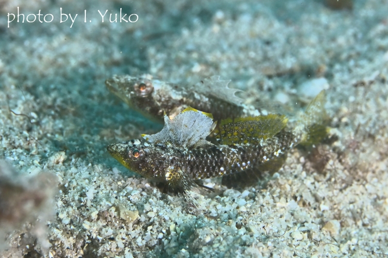 通称：ホタテワニハゼの求愛