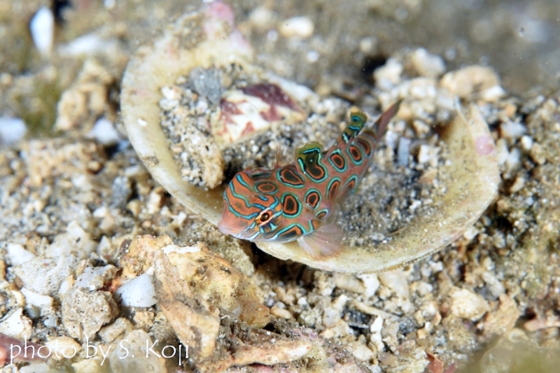 ピクチャードラゴネット