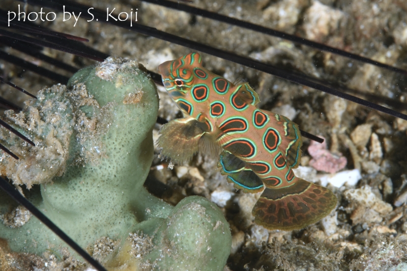 ピクチャードラゴネットのメス