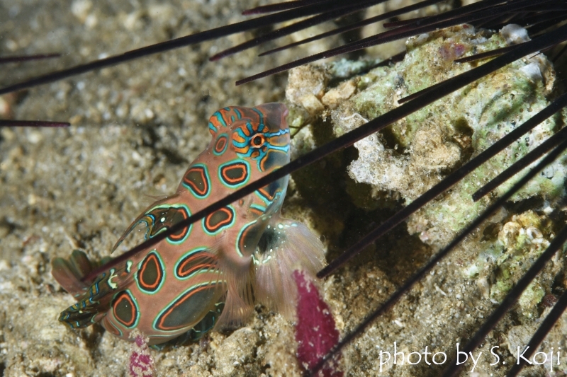 ピクチャードラゴネットのオス