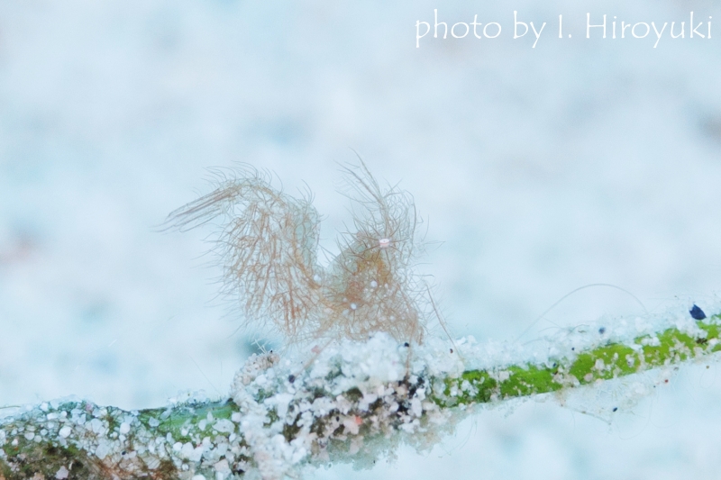 フィコカリスシムランス