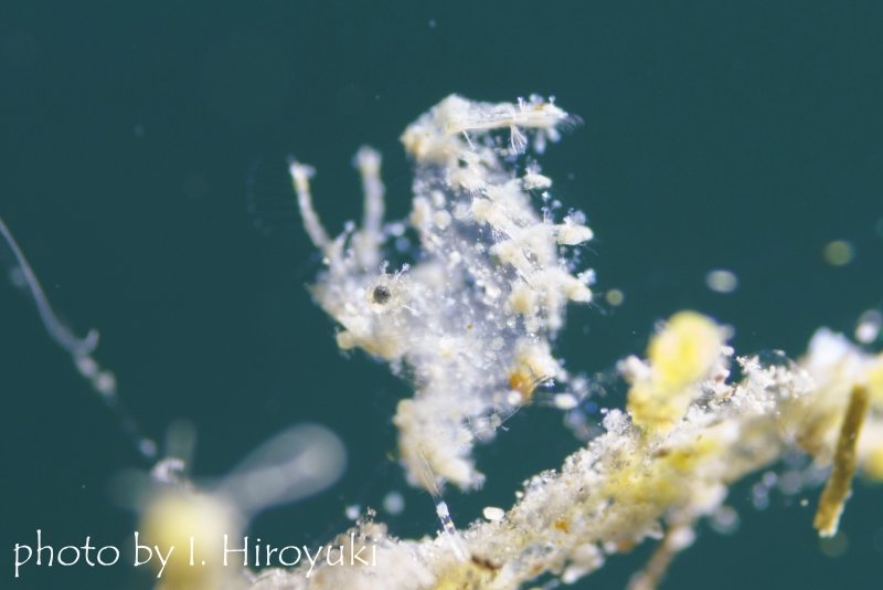 フィコカリスシムランス