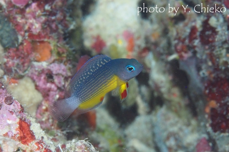 コモドドティバック幼魚