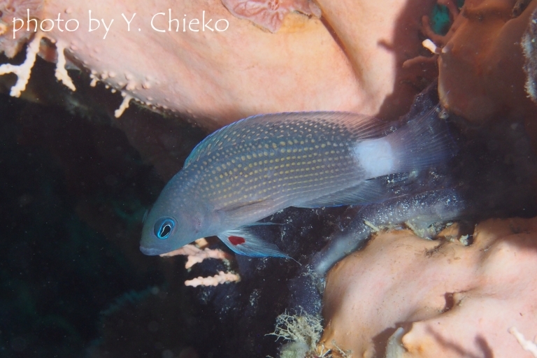 コモドドティバック成魚