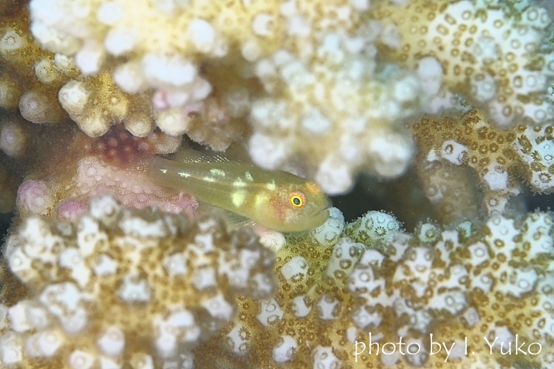 サリダイブ通称:レモンちゃん