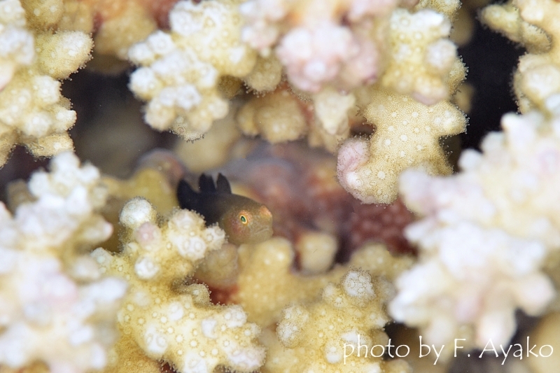 ヨゴレダルマハゼ