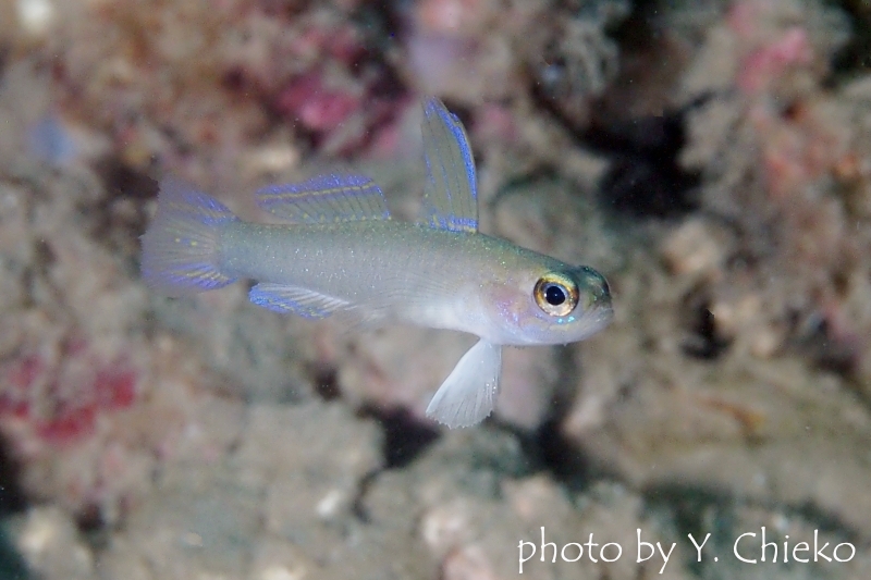 Colin’s fairy Goby
