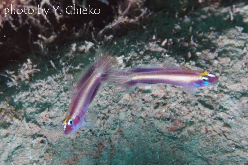 オヨギイソハゼの喧嘩