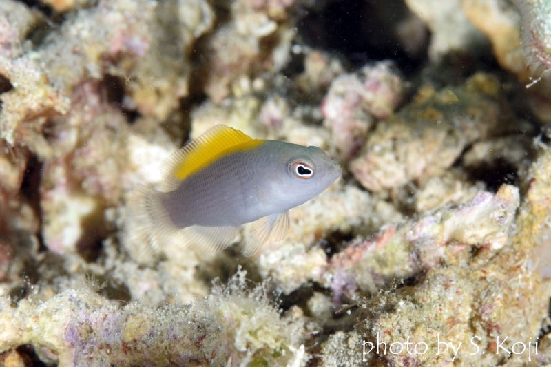 セダカニセメギス