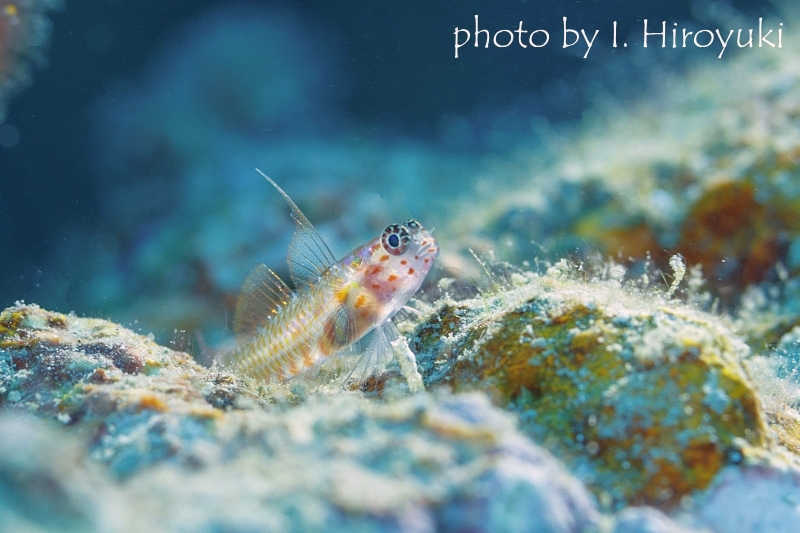 アカホシイソハゼ