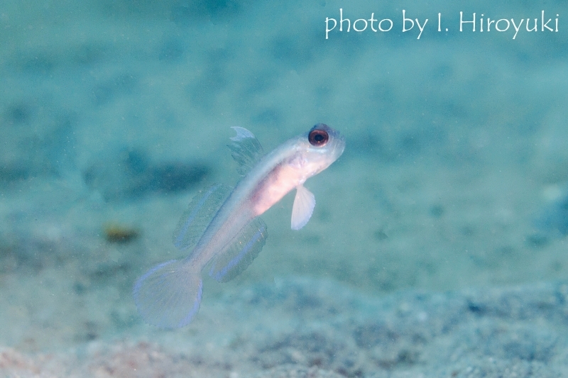 ハゴロモハゼ属の一種