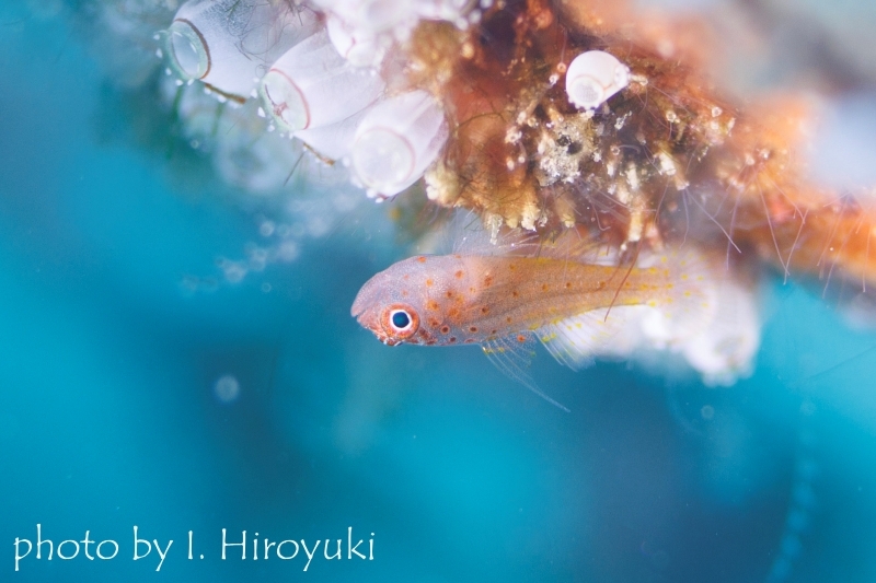 シリウスベニハゼ