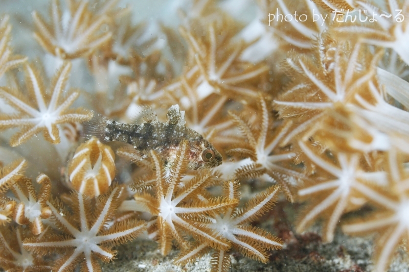 タイワンマトイシモチ