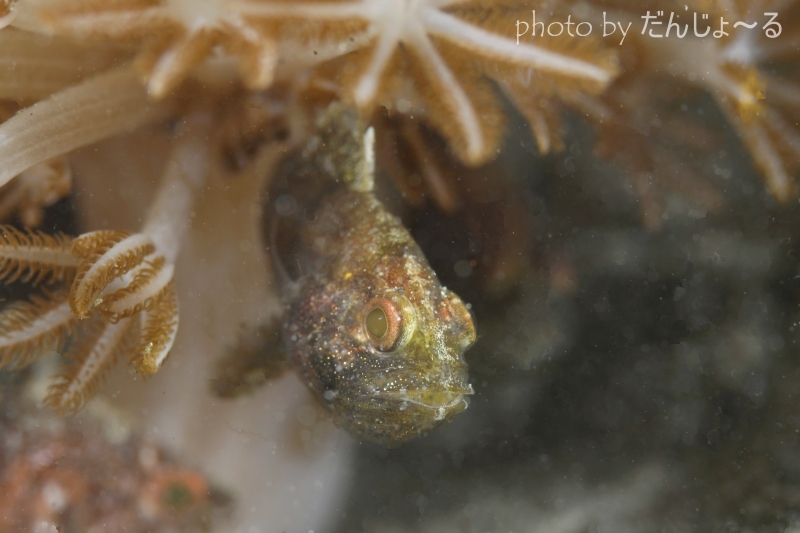 タイワンマトイシモチの口内保育
