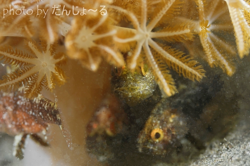 タイワンマトイシモチの群れ？