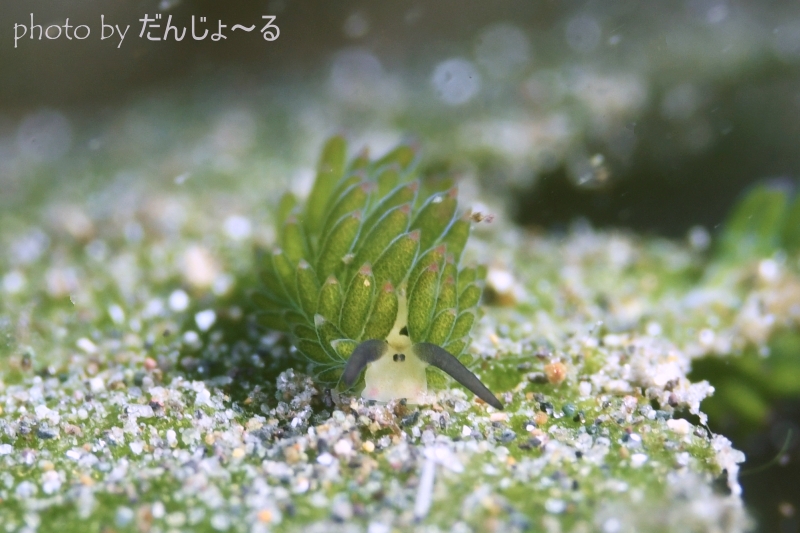 ホホベニモウミウシ