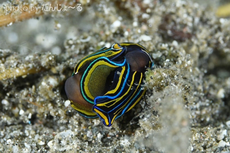 ニシキツバメガイの交接