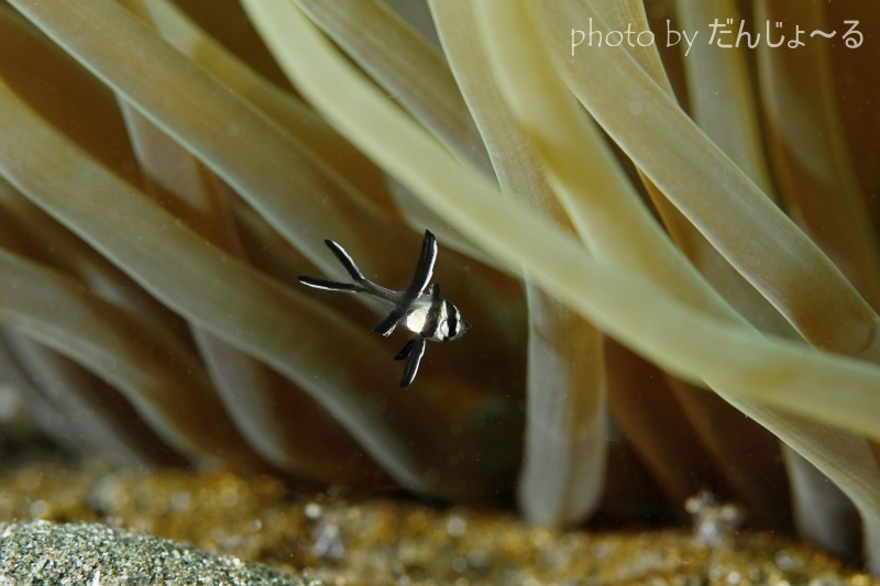 バンガイカーディナルフィッシュBaby