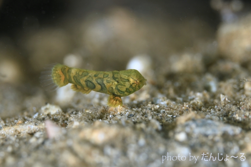 ピクチャードラゴネットBaby