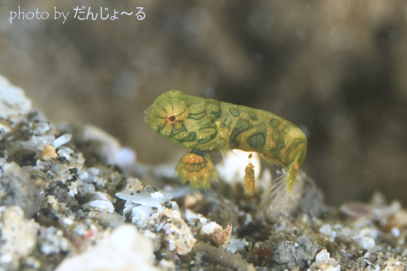 ピクチャードラゴネットBaby