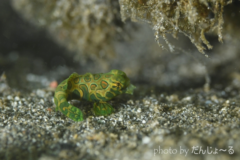 ピクチャードラゴネットYg