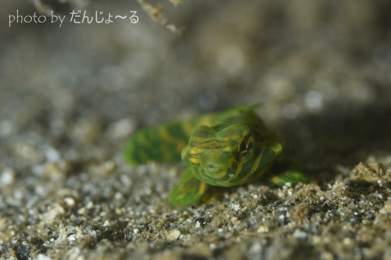 ピクチャードラゴネットYg