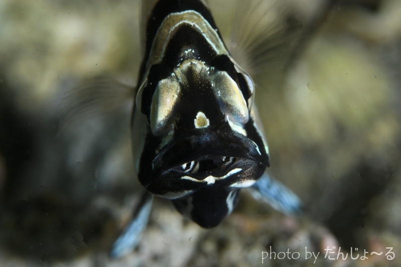 バンガイカーディナルフィッシュの口内保育