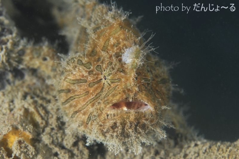 ボンボリカエルアンコウ