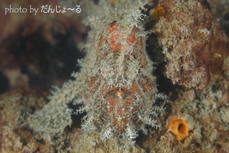 ベニカエルアンコウ