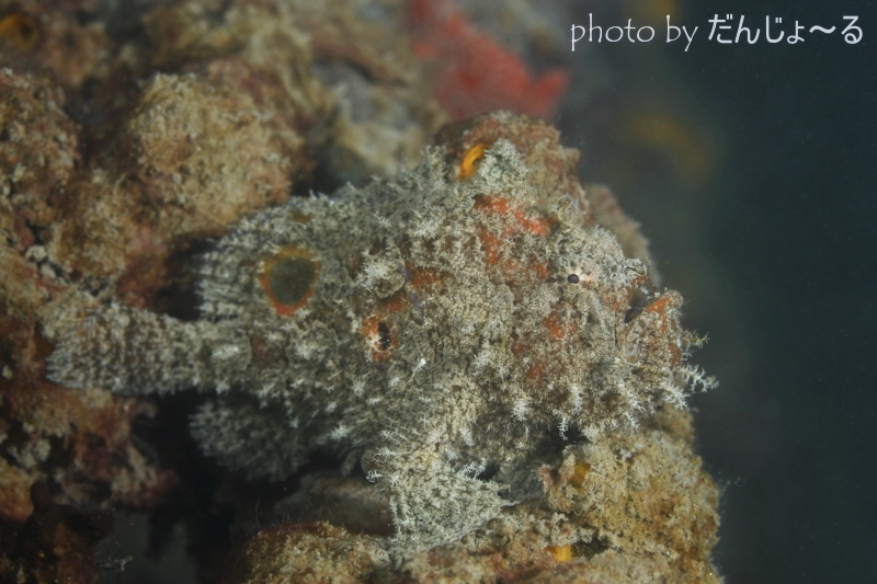 ベニカエルアンコウ