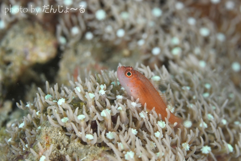 シリウスベニハゼ