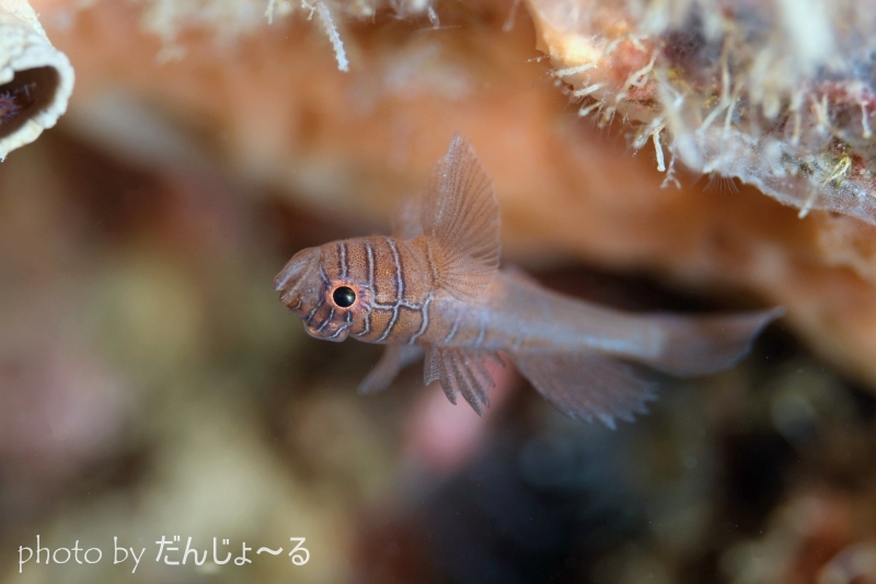 クロスロードゴビー（ホバーリング）