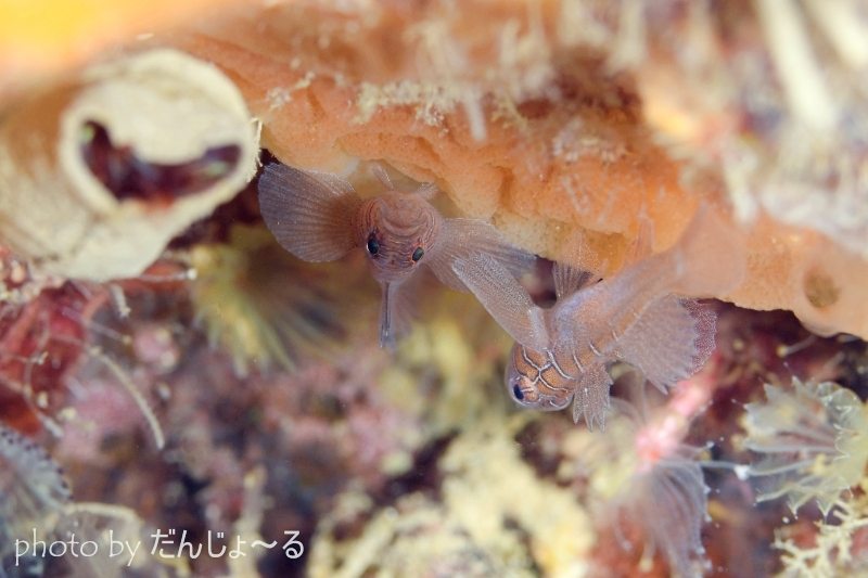 クロスロードゴビー（通称ダンボちゃん）