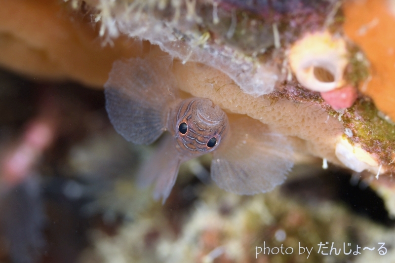 クロスロードゴビー（通称ダンボちゃん）