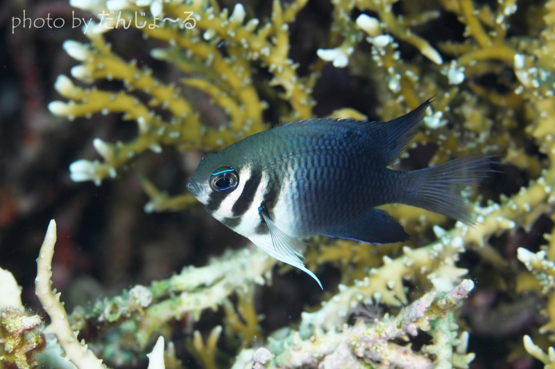 カザリスズメダイの成魚