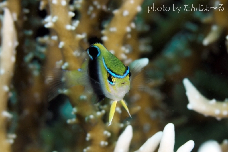 カザリスズメダイ