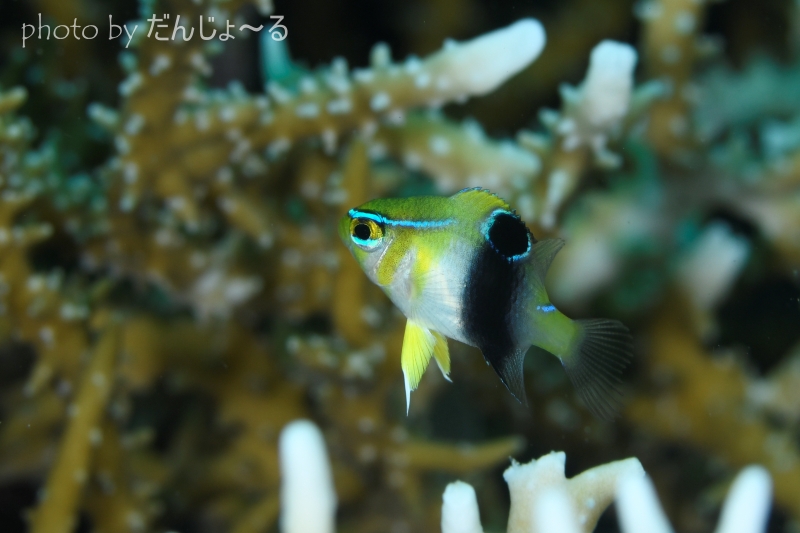 カザリスズメダイ