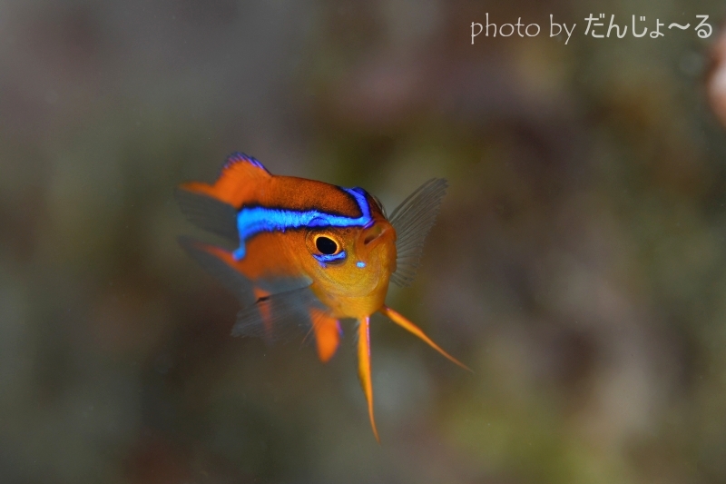 オレンジダムゼルYg正面顔